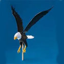 18 in. Natural Flying Eagles